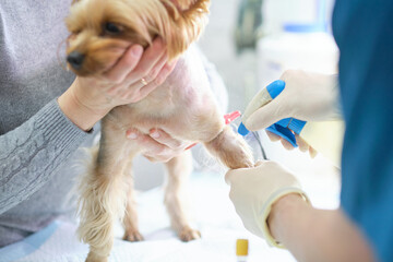 Veterinary Blood test. Animal clinic. Pet check up and vaccination. Health care.