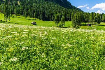 Fototapeta na wymiar Typical views of the dolomitic valley floor. The Val Fiscalina