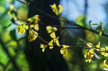 golden leaves in the light of the sun in spring