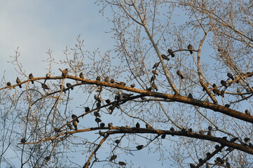 Trees in winter against the blue sky