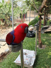 red parakeet was locked on the iron stick with food and water design for working comfort zone concept