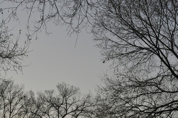 Trees in winter against the blue sky