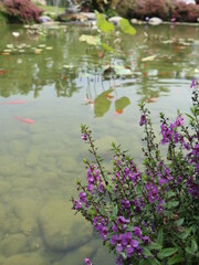the purple flowers are blooming in front of the koi pound design for Aisa gardening design style