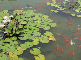 green water lily and colorful Cyprinus carpio are swimming in the koi pound  design for Aisa gardening design style and zen style