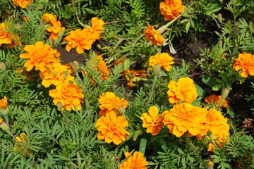 Flower heads of orange Tagetes patula in mid July