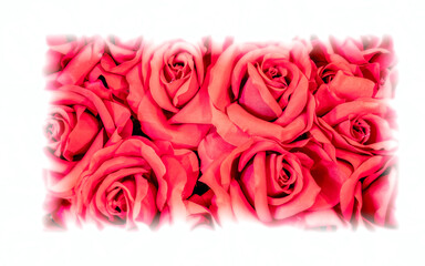 vivid red fake rose flowers top view closeup with white frame, colorful pattern background