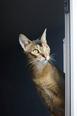 cat on the window