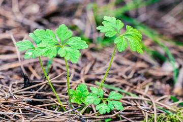 Geranium purpureum Vill.