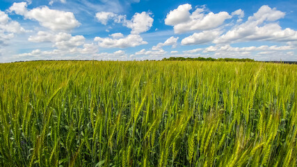 Green field of wheat germ growing under a blue sunny sky with beautiful clouds