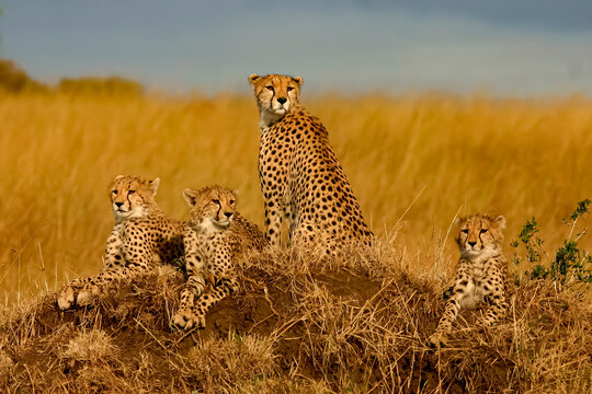 Famille de Guépards sur une butte de terre au Masaï Mara afrique Kenya