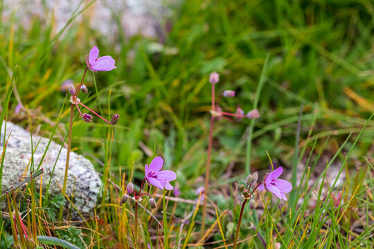 Erodium acaule L. Bech
