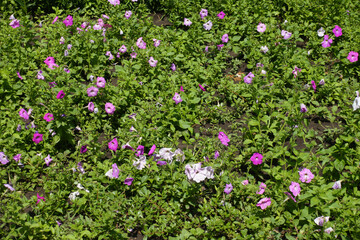 Flowerbed with petunias in shades of pink in July