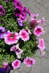 Flowers of petunias in shades of pink in mid June