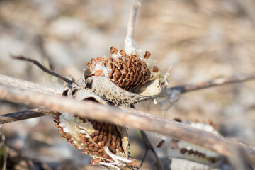Obraz premium Seeds of Asclepias syriaca L. Harvest damage. A weed that cannot be removed from the field.