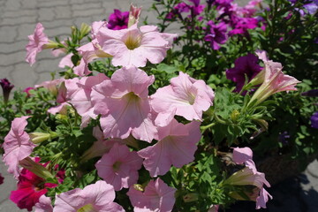 Light pink flowers of petunias in mid June