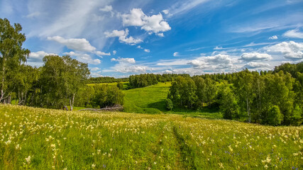 Beautiful landscape of field with flowers and green grass growing under the shining sun and a path leading to the horizon in springtime