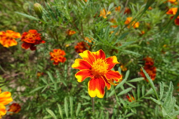 Daisy like red and yellow flower head of Tagetes patula in July