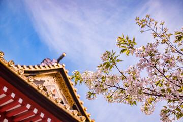 Fototapeta na wymiar Cherry Blossom and Ornamental Gate, Shiba Park, Tokyo
