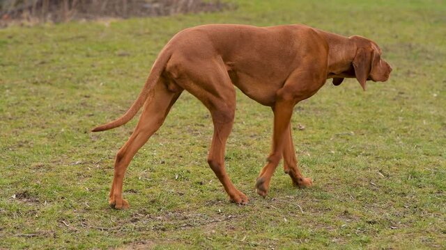 Gorgeous hungarian vizsla hunting dog pointing. Vizsla stalking prey.