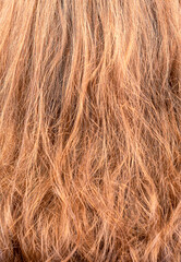 Full frame of colored female hair as background.