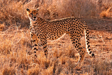 Guépard Acinonyx Jubatus Samburu Afrique Kenya