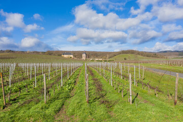 Fototapeta na wymiar View over vines to Vollrads Castle near Oestrich-Winkel / Germany in the Rheingau 
