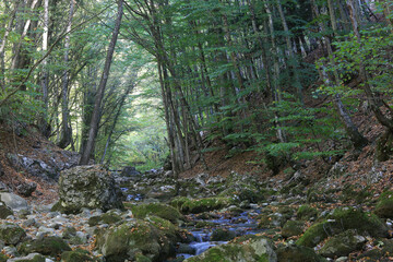 Beautiful natural landscape. Forest in a mountain canyon of Crimea