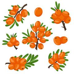 A set of orange branches of sea buckthorn berries. Vector illustration isolated on a white background. The concept of the image of medicinal plants, herbs.