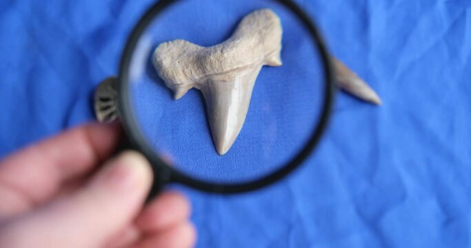 ancient marine fossils. man explores with a magnifying glass petrified shark tooth (400 million years old), ammonite substituted by pyrite and belemnite (fossil squid remains).