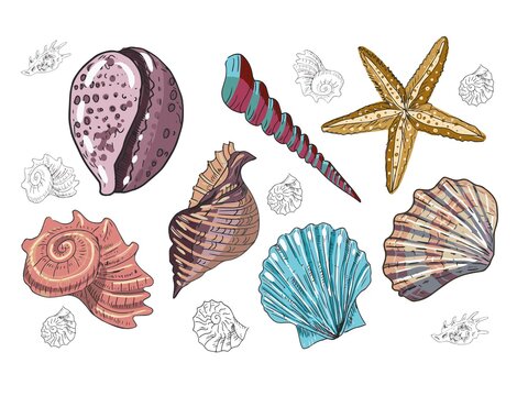 Seashells vector illustration image hand drawn starfish underwater world color set cute kids print textile sea ocean
