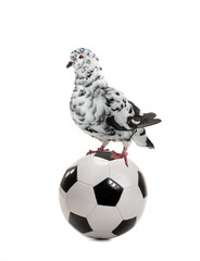  white dove sits on soccer ball isolated on white background