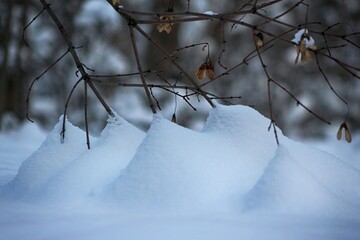 snow covered branches