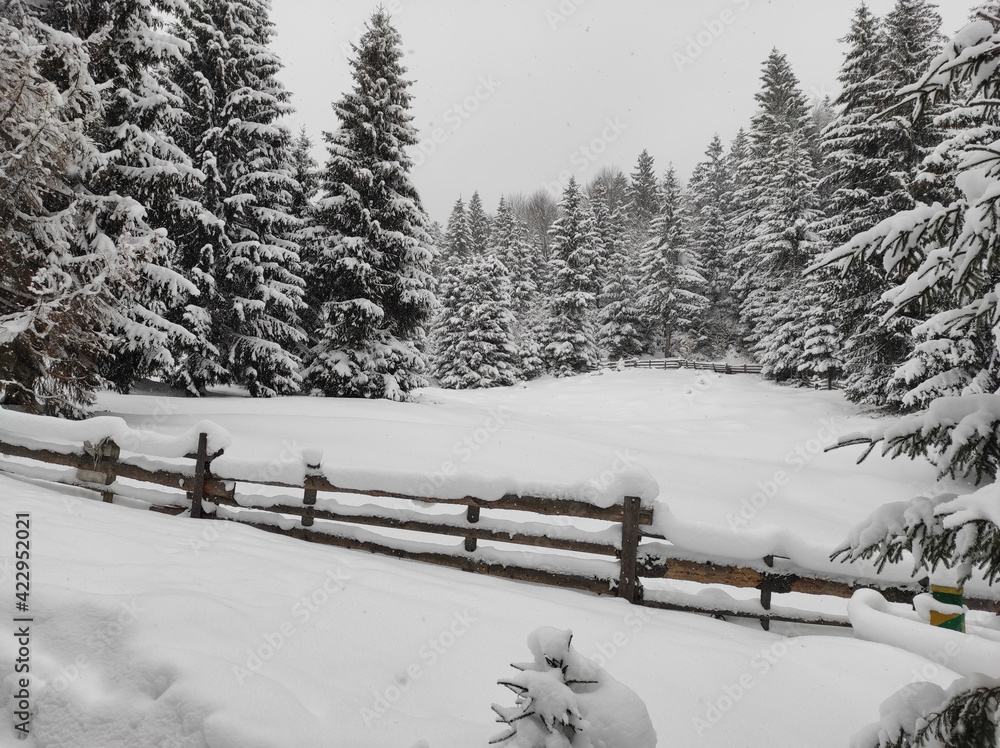 Wall mural winter mountain forest with snowy christmasr trees. beauty of the nature of the carpathian mountains