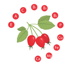 vector illustration of rosehip berries with the indicated vitamins and minerals contained in it. The concept of healthy nutrition and a healthy lifestyle