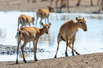 Male Saiga antelope or Saiga tatarica pissing