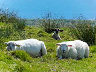 sheeps and a lamp resting in green grass in front of the ocean