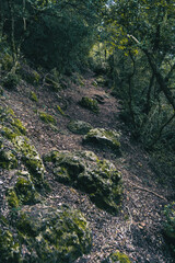 small path that goes into the forest of tarragona