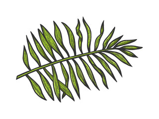 Palm tree branch sketch raster illustration