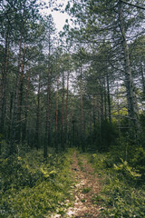 small path that goes into the forest of tarragona