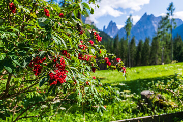 Typical views of the dolomitic valley floor. The Val Fiscalina