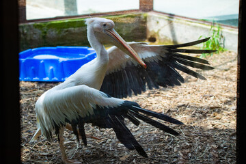 The Great White Pelican, Pelecanus onocrotalus also known as the rosy pelican is a bird in the pelican family