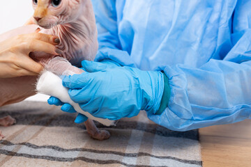 A veterinarian in a disposable gown and latex gloves bandaged a thoroughbred cat's injured paw with...