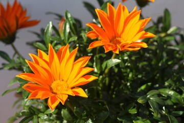 naturaleza zona de alicante