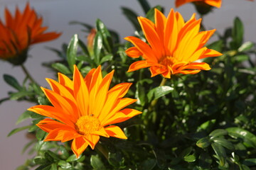 naturaleza zona de alicante