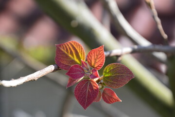 木の赤い葉