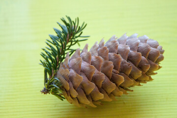 Closeup shot of pine cones on yellow background with copy space