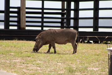 Warthog grazing around a view point