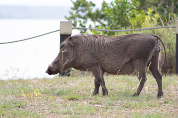 Warthog grazing around a view point