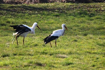 zwei Störche suchen in den Hammewiesen im Teufelsmoor nach Futter