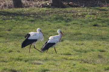 zwei Störche suchen in den Hammewiesen im Teufelsmoor nach Futter